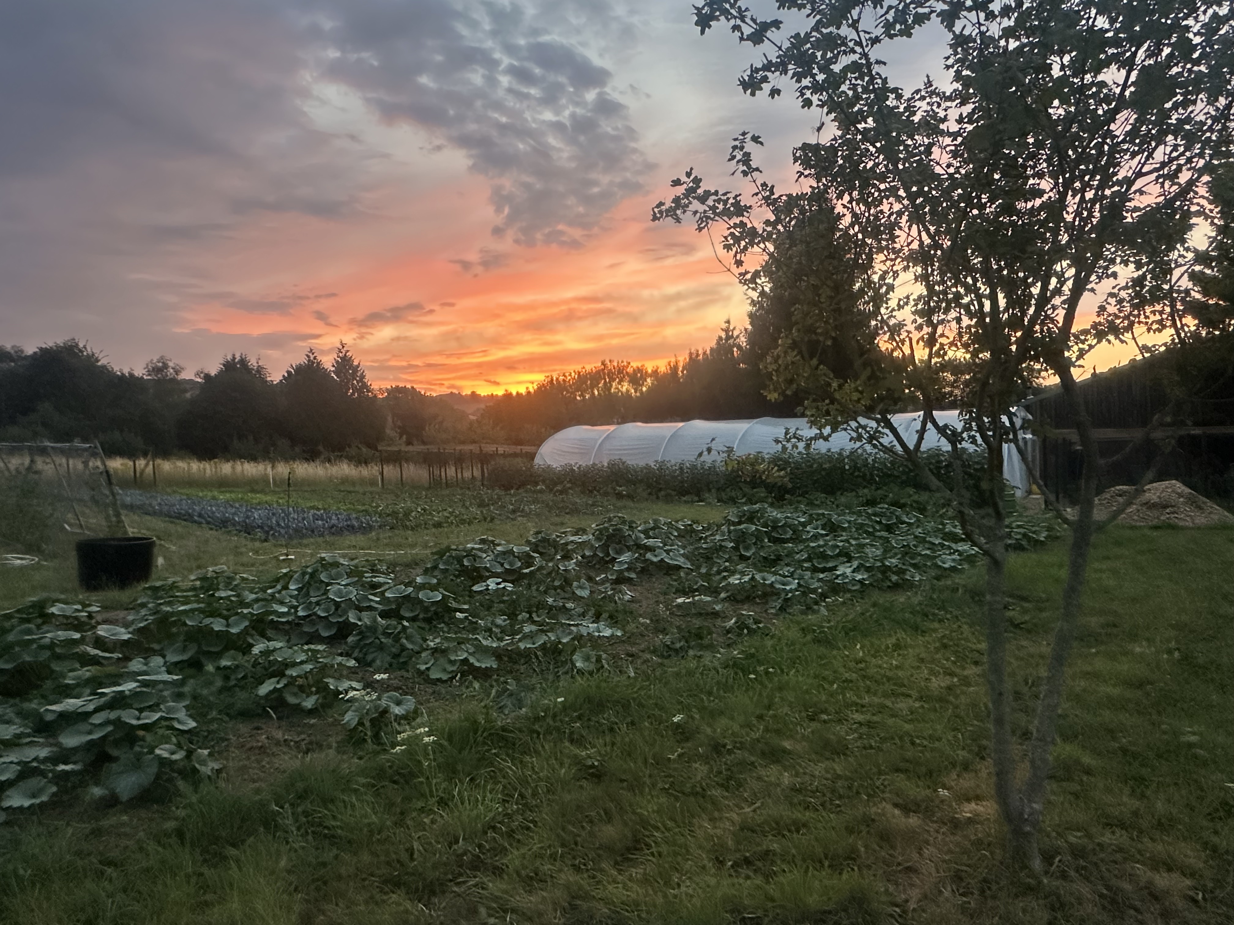 Kitchen garden at sunset